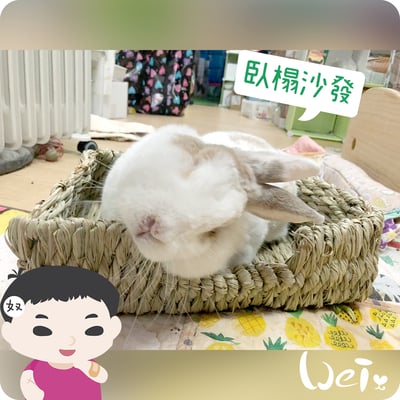 日本KAWAI 提摩西 兔子沙發臥榻L2