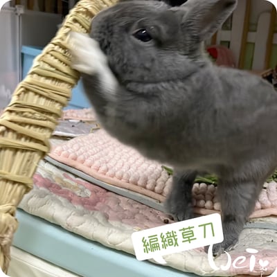 台灣草刀 (嘉義農夫純手工編織)3