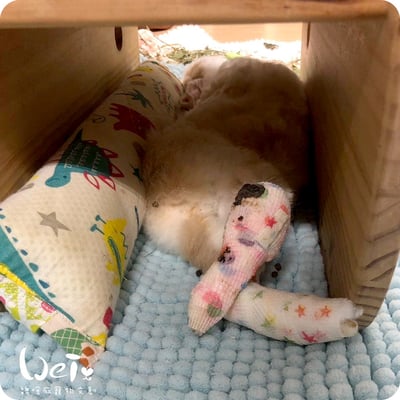 兔腳包紮分享  (胼胝、退化、骨頭關節炎、腫瘤等需要)3