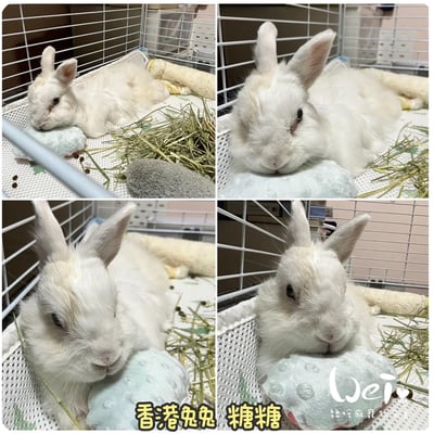 手作 - 環保枕，雙拼泡泡小枕頭2