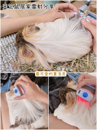 【新北板橋-租借】寵物用三級雷射儀  (舒服樂光舒緩穿戴 / iVETRAY mini三級雷射居家照護儀)   (老年毛孩)10