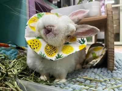 手作 - 寵物圍兜兜 / 紗布口水巾 / 軟頭套  / 老病照護灌食餵藥(點數兌換)9