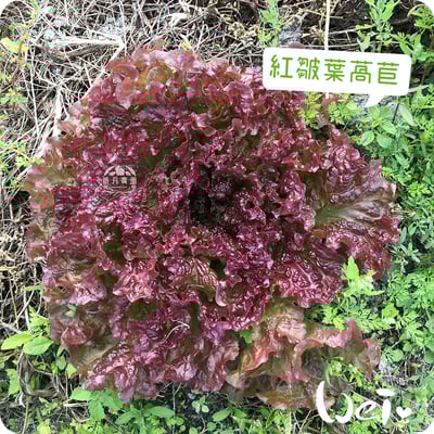 順月農園 紅皺葉萵苣/紅生菜(乾燥脆脆菜)3