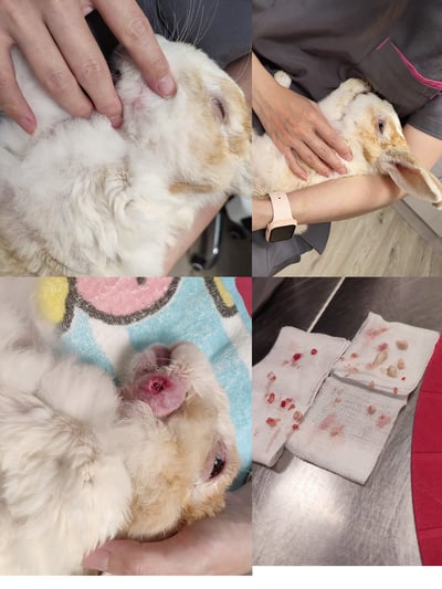 兔子私房住宿 - A米 (永和) - 只收行動不便、半癱 / 癱瘓老兔等特殊照護8