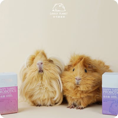好可愛星球Lovely Planet天竺鼠益生菌 蔓越莓5