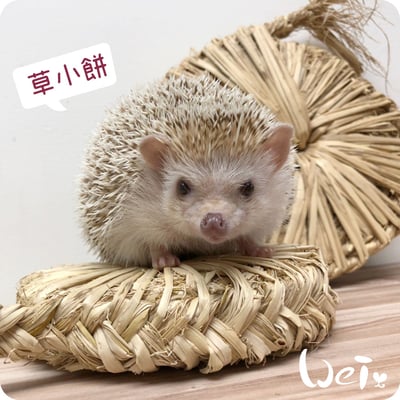 台灣草大餅/草小餅 (嘉義農夫純手工編織)14