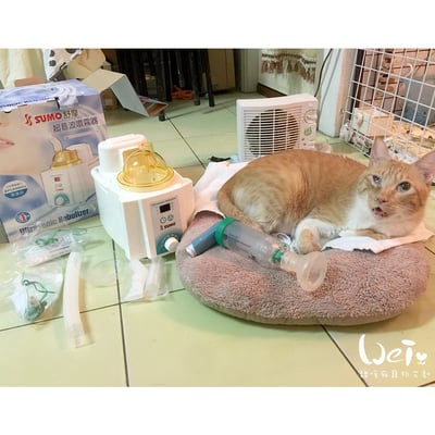 【寵物用超音波噴霧使用經驗分享】(京華超音波kun-868)(帕基艾兒)(普元)(舒摩v-15)8