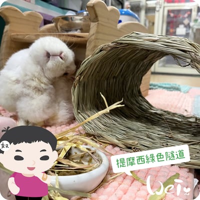 OXBOW提摩西綠色隧道3