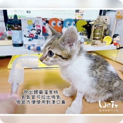 【寵物氧氣房注意事項】自製氧氣房DIY方法 - 圍片組裝/整理箱改造/籠子/外出 經驗分享10