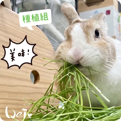 小麥草 / 貓草種子套餐組11