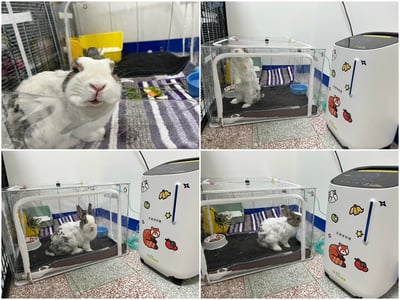 【寵物氧氣房注意事項】自製氧氣房DIY方法 - 圍片組裝/整理箱改造/籠子/外出 經驗分享13