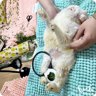 UVB燈 購買使用經驗分享3