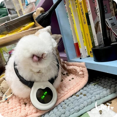 寵物兔居家雷射儀經驗 (iVETRAY mini三級雷射居家照護儀) (Assisi  LOOP  脈衝電磁項圈)8