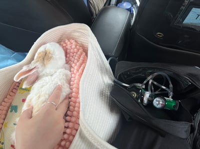 已被租完無現貨【新北板橋-租借】寵物用氧氣機 / 製氧機 說明 (長短期租賃)17