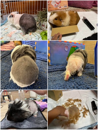 私房剃毛師 - 自強號 (土城)4