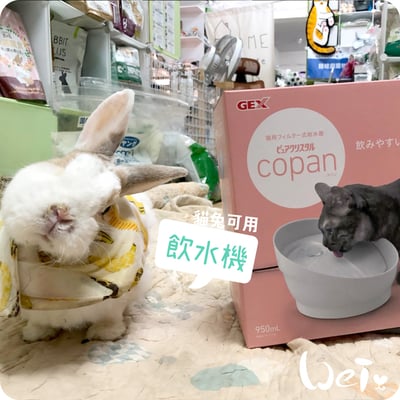 GEX渴盼循環式電動飲水器 / 飲水機 (兔可用)6