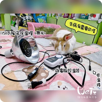 【新北租借】寵物陶瓷保溫燈+微電腦控溫器組合 說明 (老兔病兔、天竺鼠、幼犬幼貓刺蝟倉鼠)1