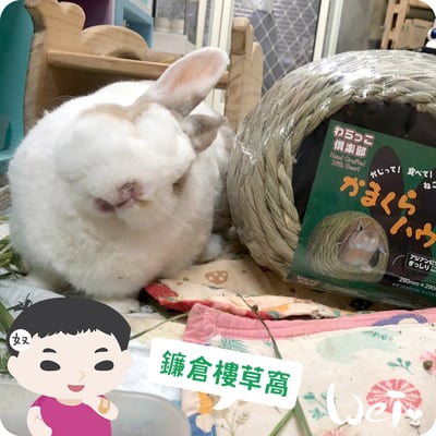 日本KAWAI 提摩西 兔子鎌倉樓 草編兔窩4