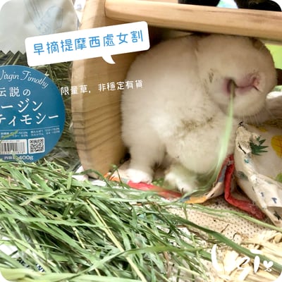 WOOLY高原的早摘提摩西 處女割11