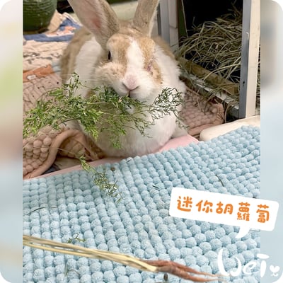 整株的乾燥迷你胡蘿蔔(紅蘿蔔)4