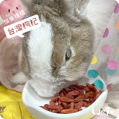 啥一管 - 台灣枸杞3