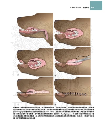 《書》犬貓口腔與上頜顏面外科，第二版9
