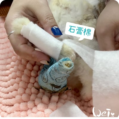 (包紮)2吋 石膏棉捲 (未滅菌) / 寵物手腳、胼胝足底炎、食道餵管包紮7