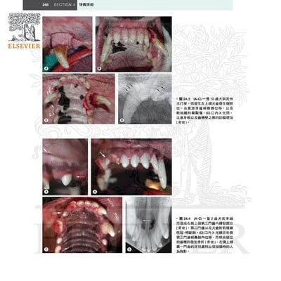 《書》犬貓口腔與上頜顏面外科，第二版6