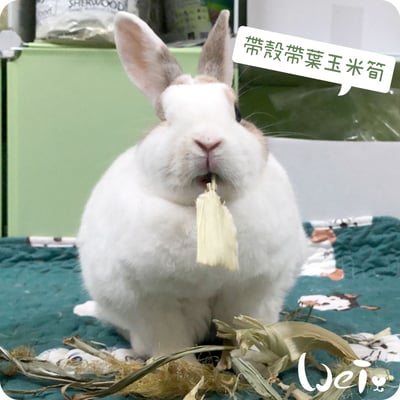 乾燥帶葉帶殼玉米筍5