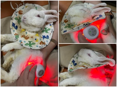 【新北板橋-租借】寵物用三級雷射儀  (舒服樂光舒緩穿戴 / iVETRAY mini三級雷射居家照護儀)   (老年毛孩)8