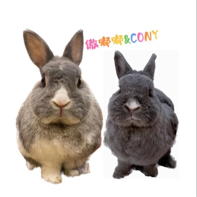 兔子私房住宿 - Cony和嘟嘟家 (新竹)1