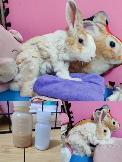 兔子私房住宿 - A米 (永和) - 只收行動不便、半癱 / 癱瘓老兔等特殊照護6