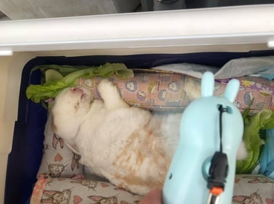 手作 - 我就靠你了! 透氣舒壓靠枕/枕頭15