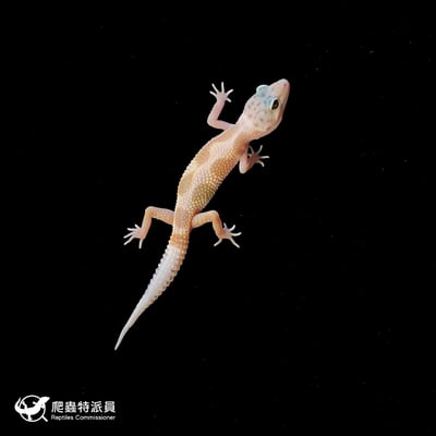 豹紋守宮．橘化（編號 163）2