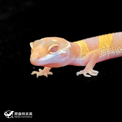 豹紋守宮． 日焰（編號 80）5