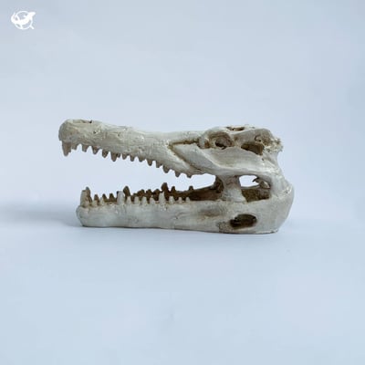 鱷魚頭骨躲避屋8