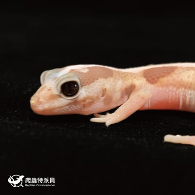 肥尾守宮．直線立可白焦糖 h 橘白祖魯（編號 37）5