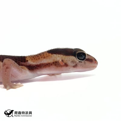 肥尾守宮．直線普肥（編號 471）4
