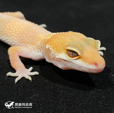 豹紋守宮．日焰（編號 2）4