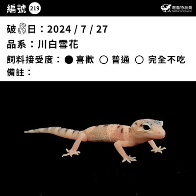 豹紋守宮．川白雪花（編號 219）3