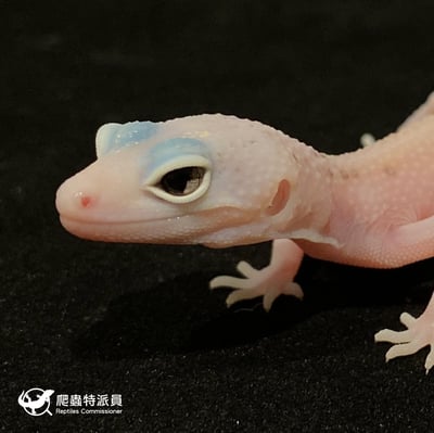 豹紋守宮．WY 雪花日蝕（編號 19）5