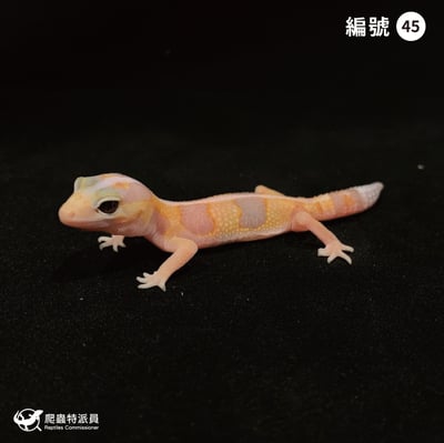 肥尾守宮．直線立可白橘白 h 焦糖祖魯（編號 45）1