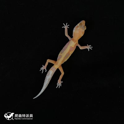 豹紋守宮．WY川白（編號 157）2