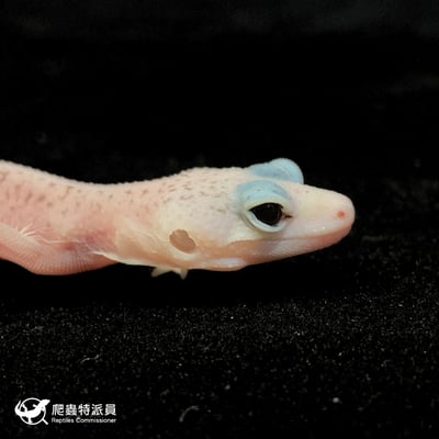 豹紋守宮．WY 全日蝕（編號 58）4