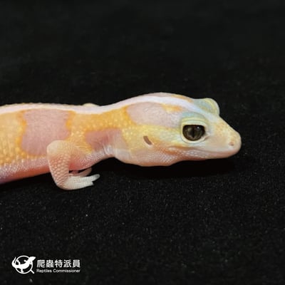 肥尾守宮．直線立可白橘白 h 焦糖祖魯（編號 45）4