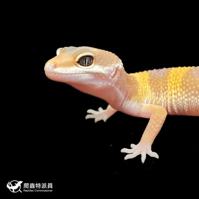 豹紋守宮．橘化（編號 132）5