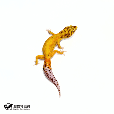 豹紋守宮．叢林（編號 457）1