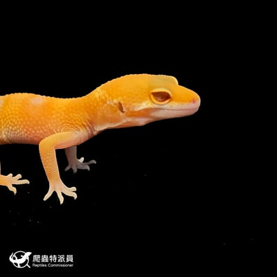 豹紋守宮．日焰（編號 210）4