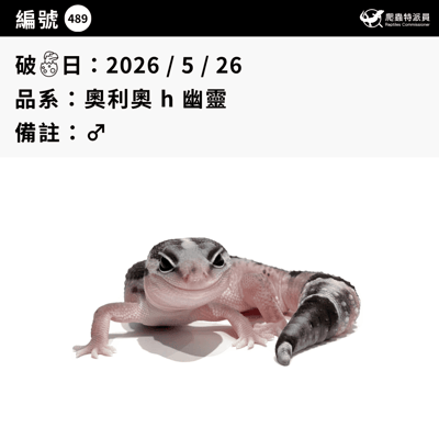 肥尾守宮．奧利奧 h 幽靈（編號 489）3
