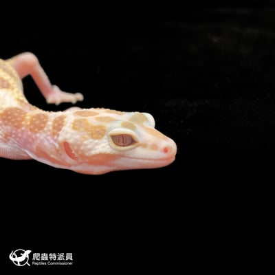 豹紋守宮．WY 川白雪花（編號 340）4